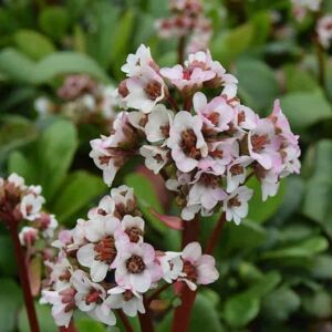 Bergenia 'Silberlicht' ---